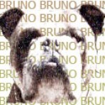 Bruno